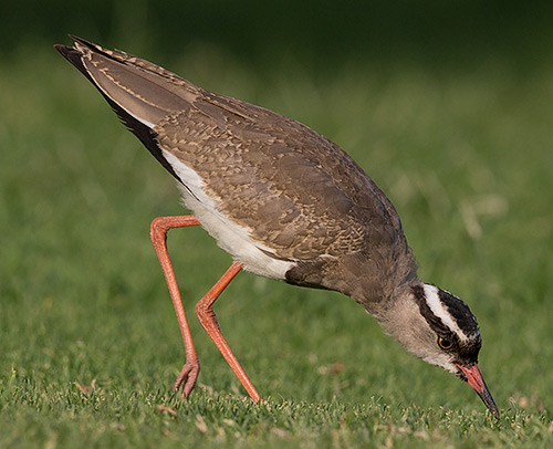 Crowned Lapwing immature